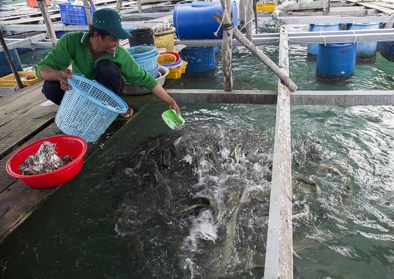 Mức lương ngành nuôi trồng thủy sản