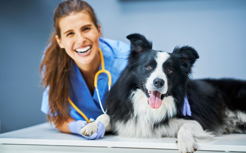 Ngành Thú y (Veterinary Medicine) chuyên đào tạo các bác sĩ thú y