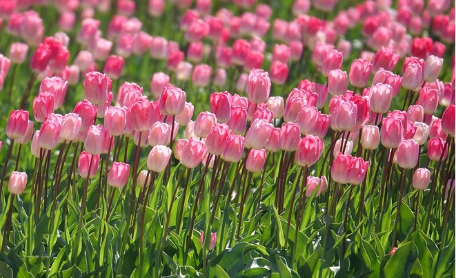 Ý nghĩa của hoa tulip - Những ý niệm về cuộc sống - Shop Hoa ...