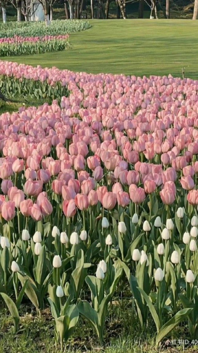 Hoa tulip 