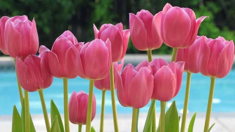 Nguồn gốc và ý nghĩa hoa tulip theo từng màu sắc khác nhau