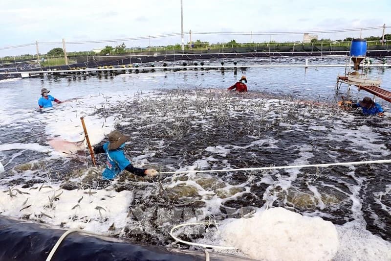 Các trường đào tạo ngành học nuôi trồng thủy sản ở 3 miền